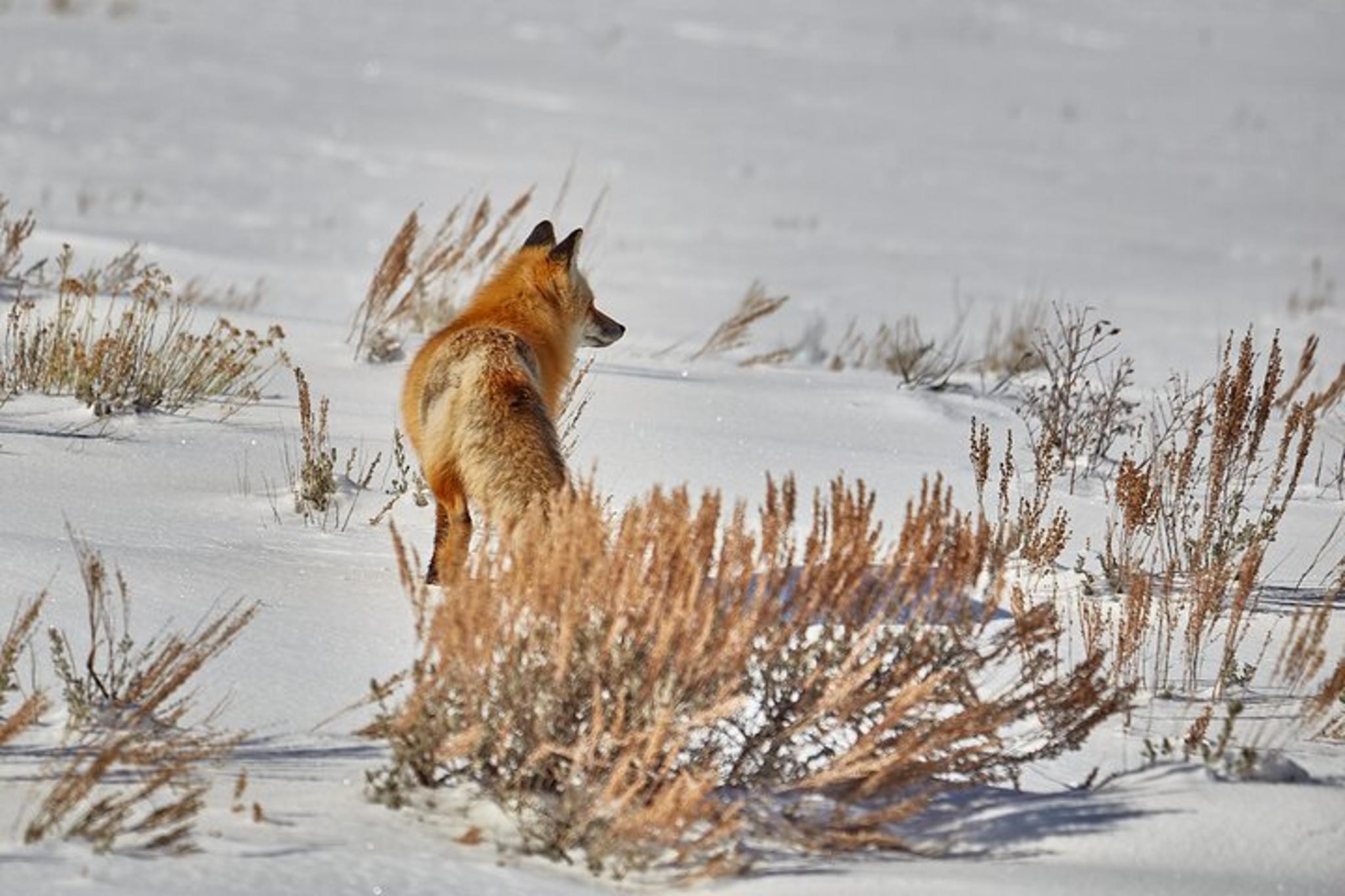 Yellowstone Wildlife Photo Safari Half Day - Image 4