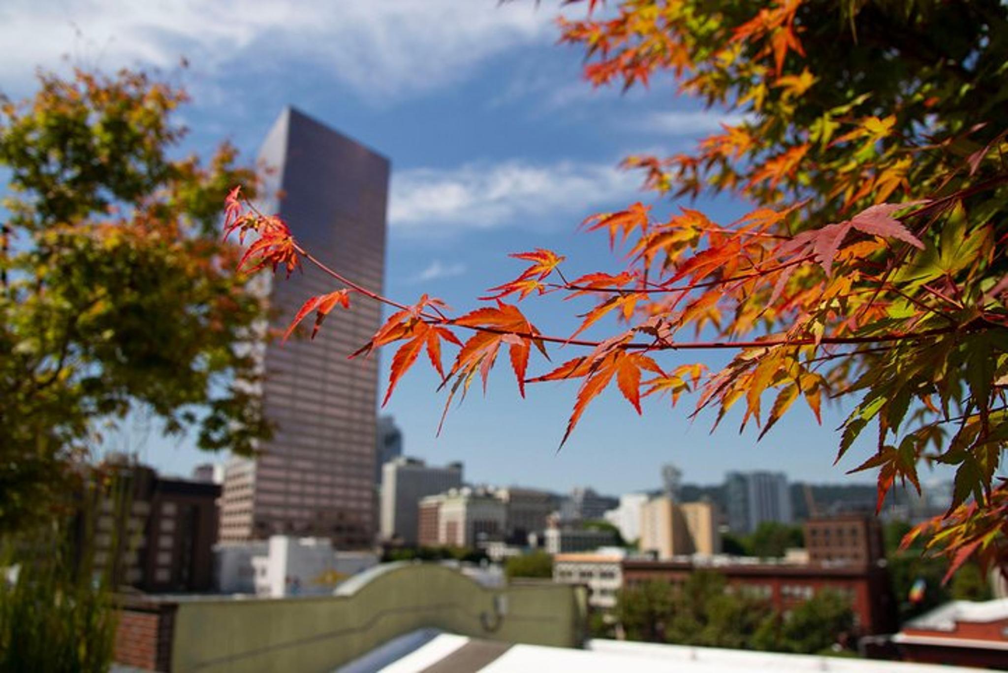 Portland Aerial Tram and Rooftop Tour - Image 3