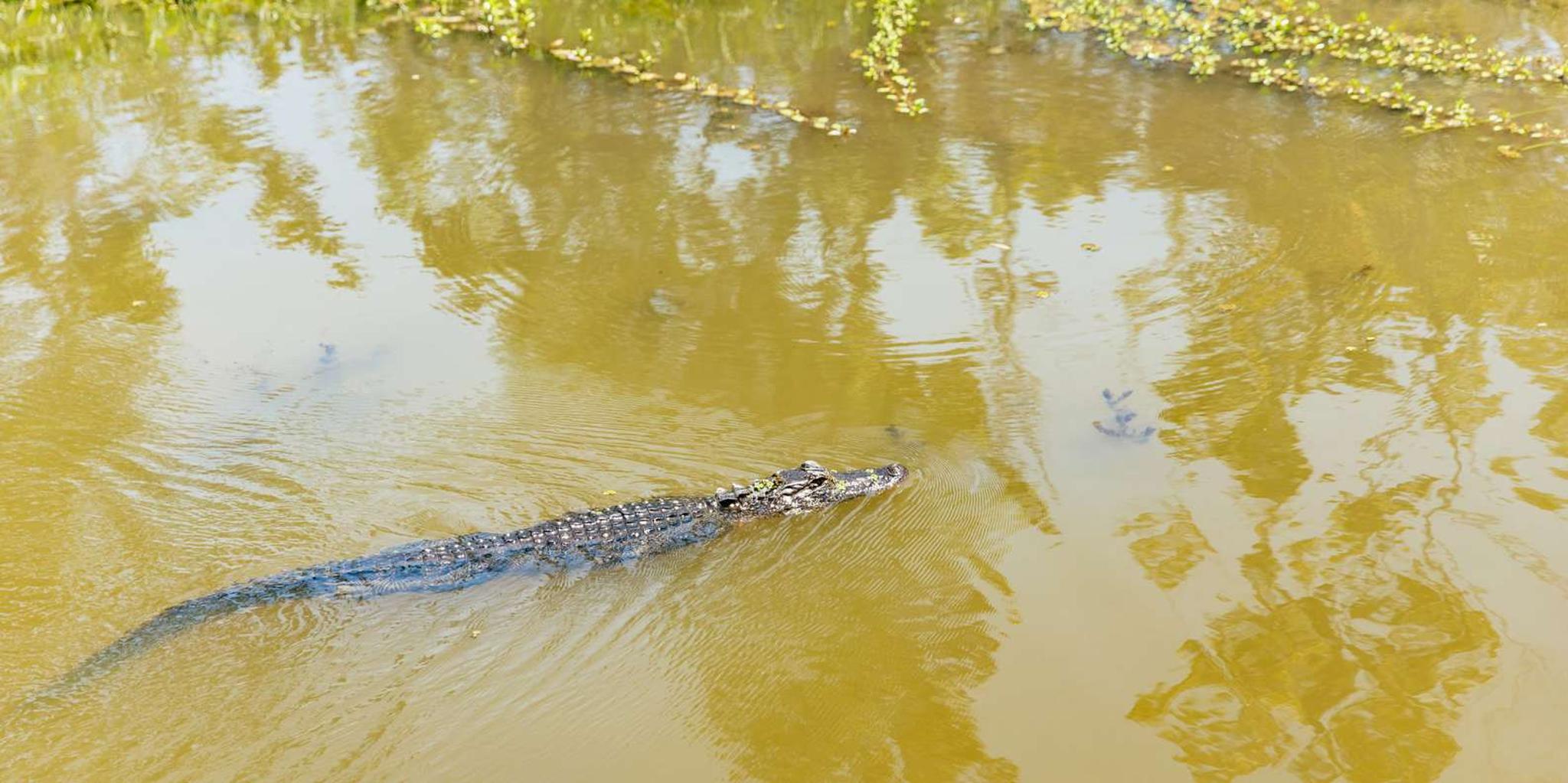 New Orleans Bayou Tour in Jean Lafitte National Park - Image 3