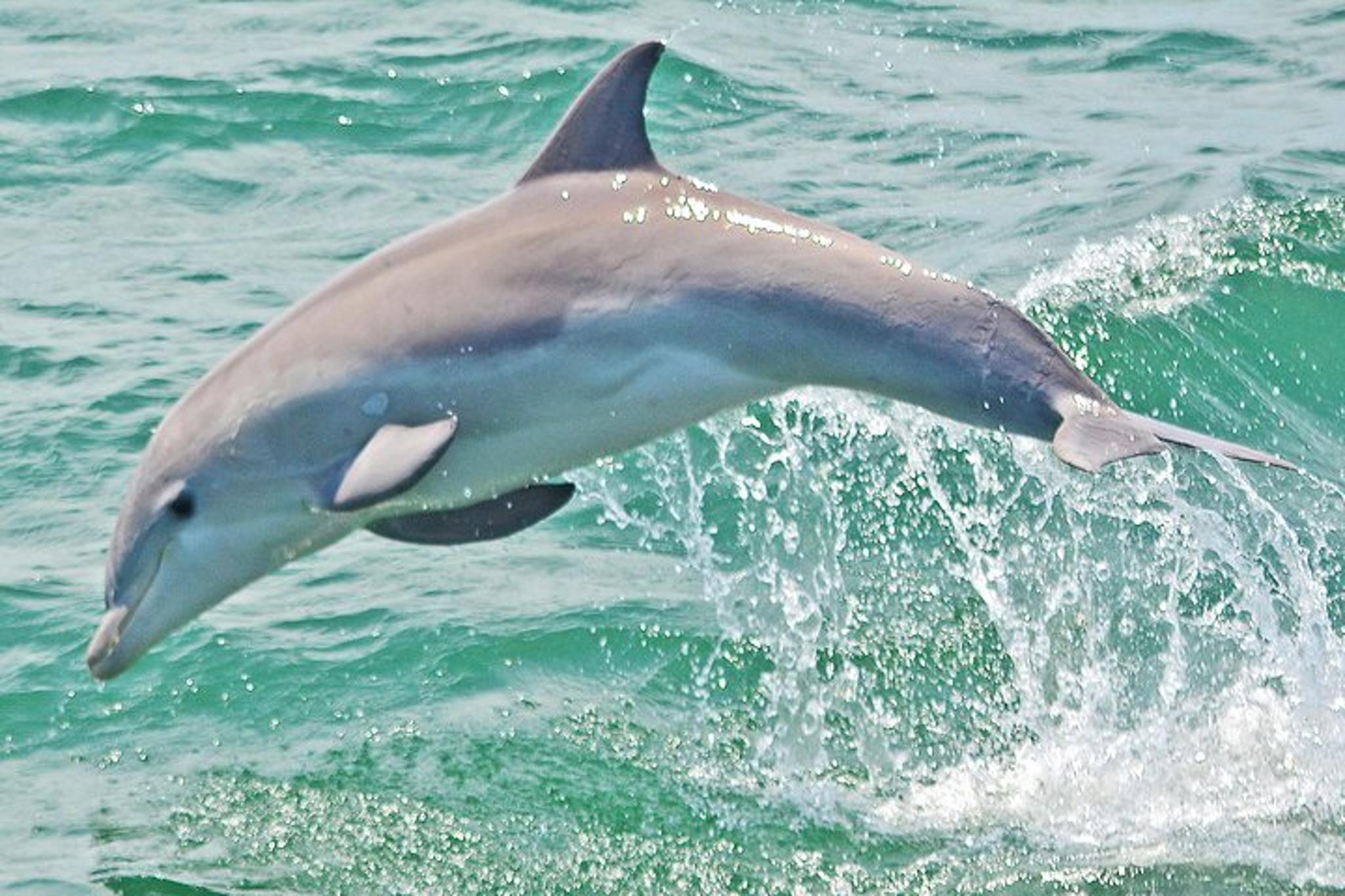 Cape May Dolphin Watching and Sunset Cruise - Image 6