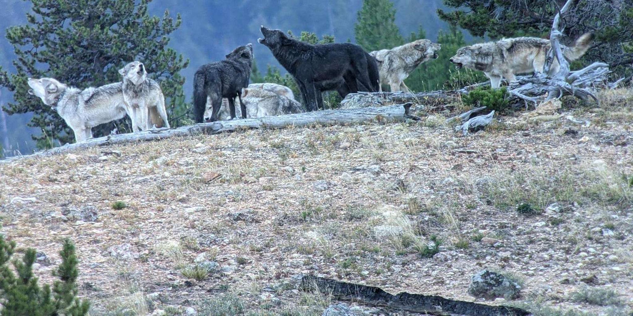 West Yellowstone Safari at Sunset - Image 3