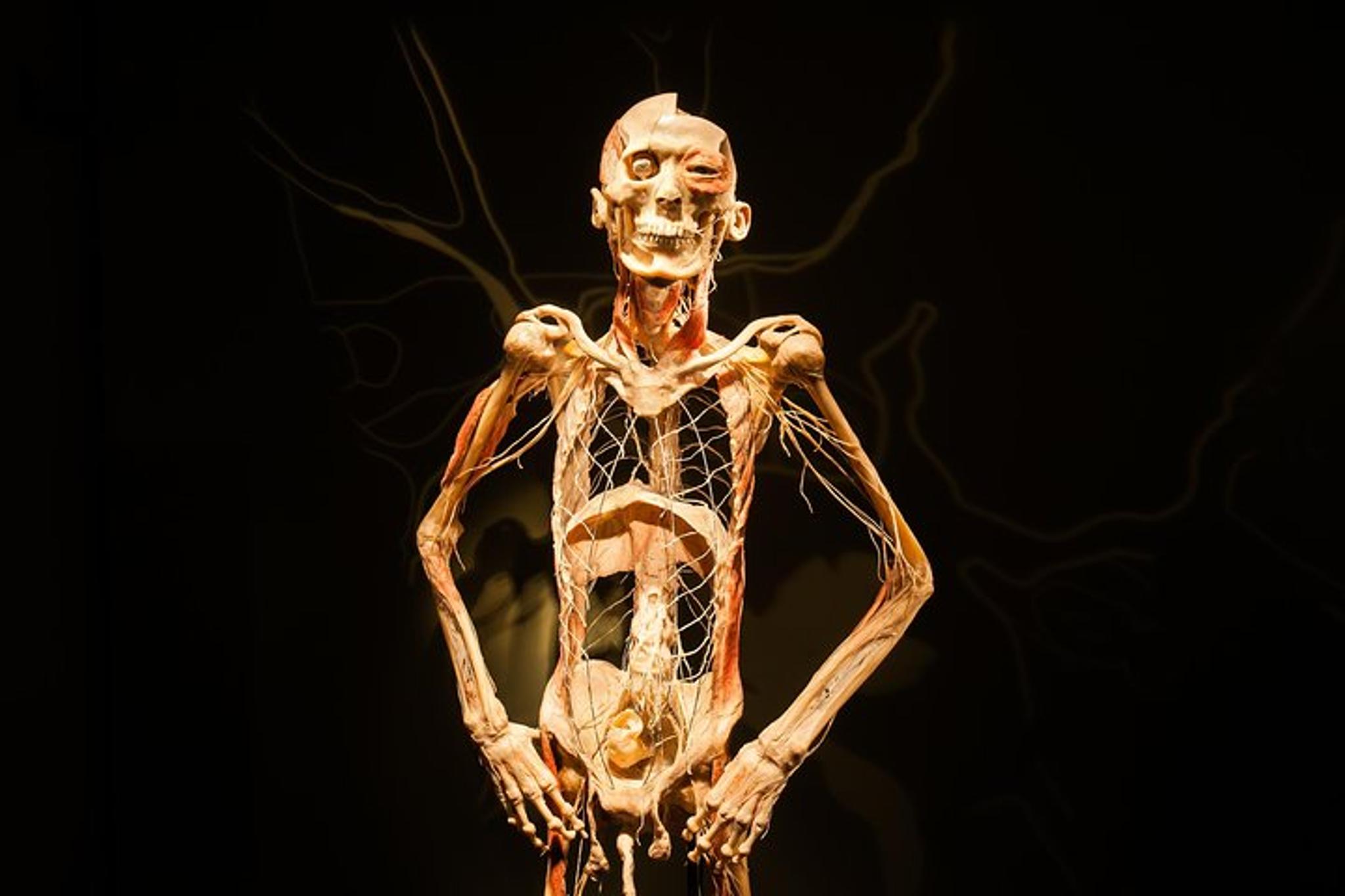 Las Vegas Bodies The Exhibition - Image 3