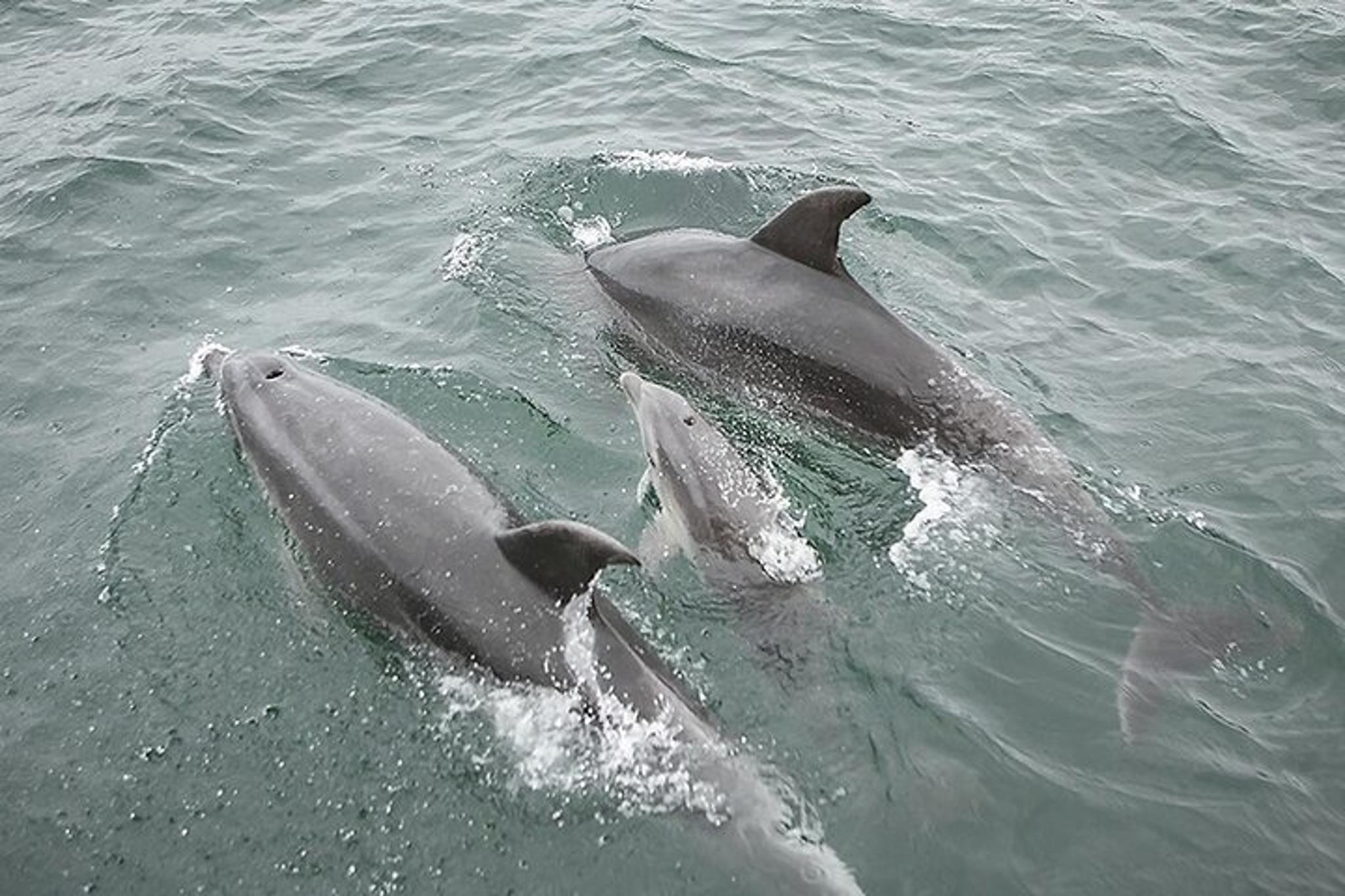 Myrtle Beach Dolphin Cruise Murrells Inlet 75 min - Image 4