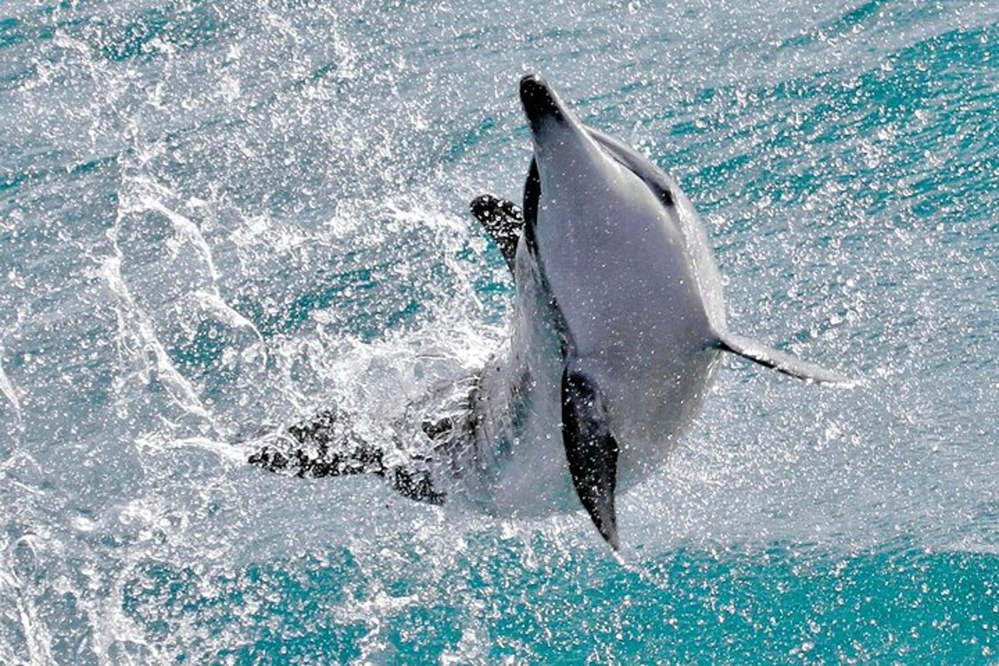 Waianae Snorkeling Expedition 3 hr - Image 6
