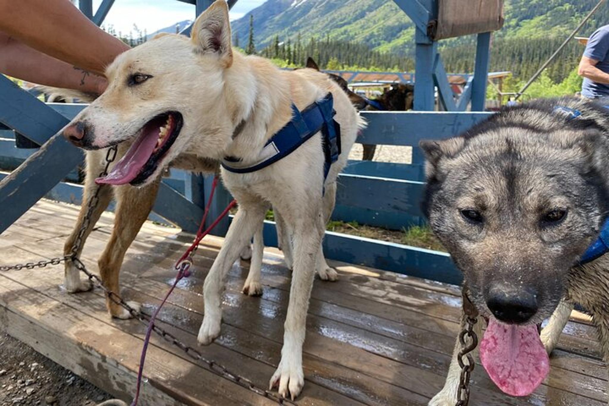 Yukon Sled Dog Tour - Image 2