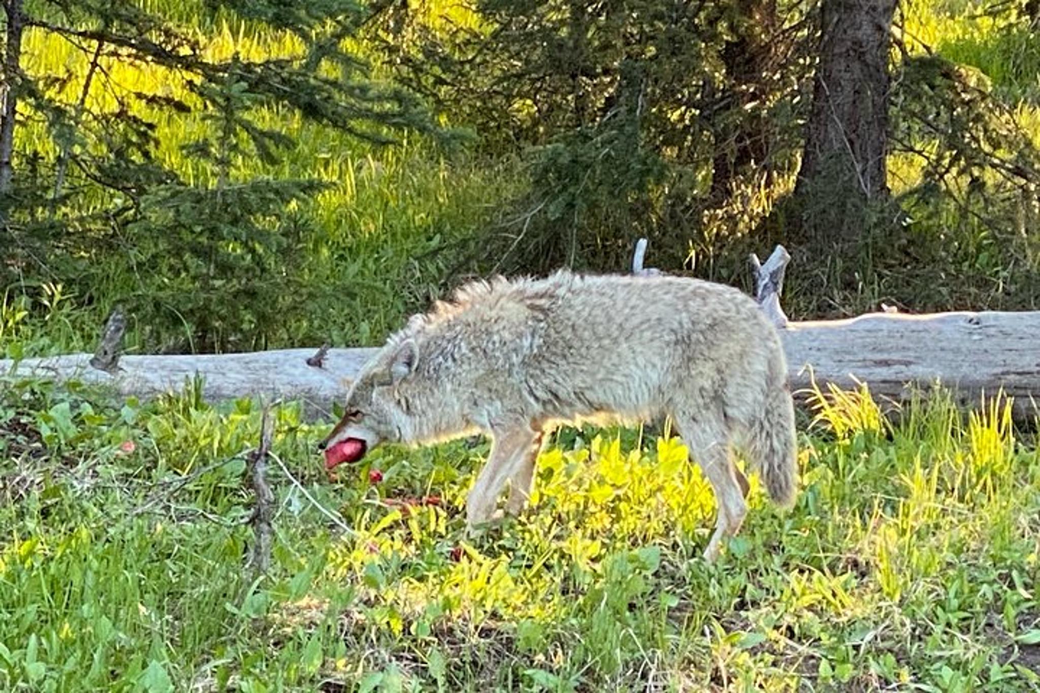 Yellowstone Lower Loop Private Tour from Bozeman - Image 4