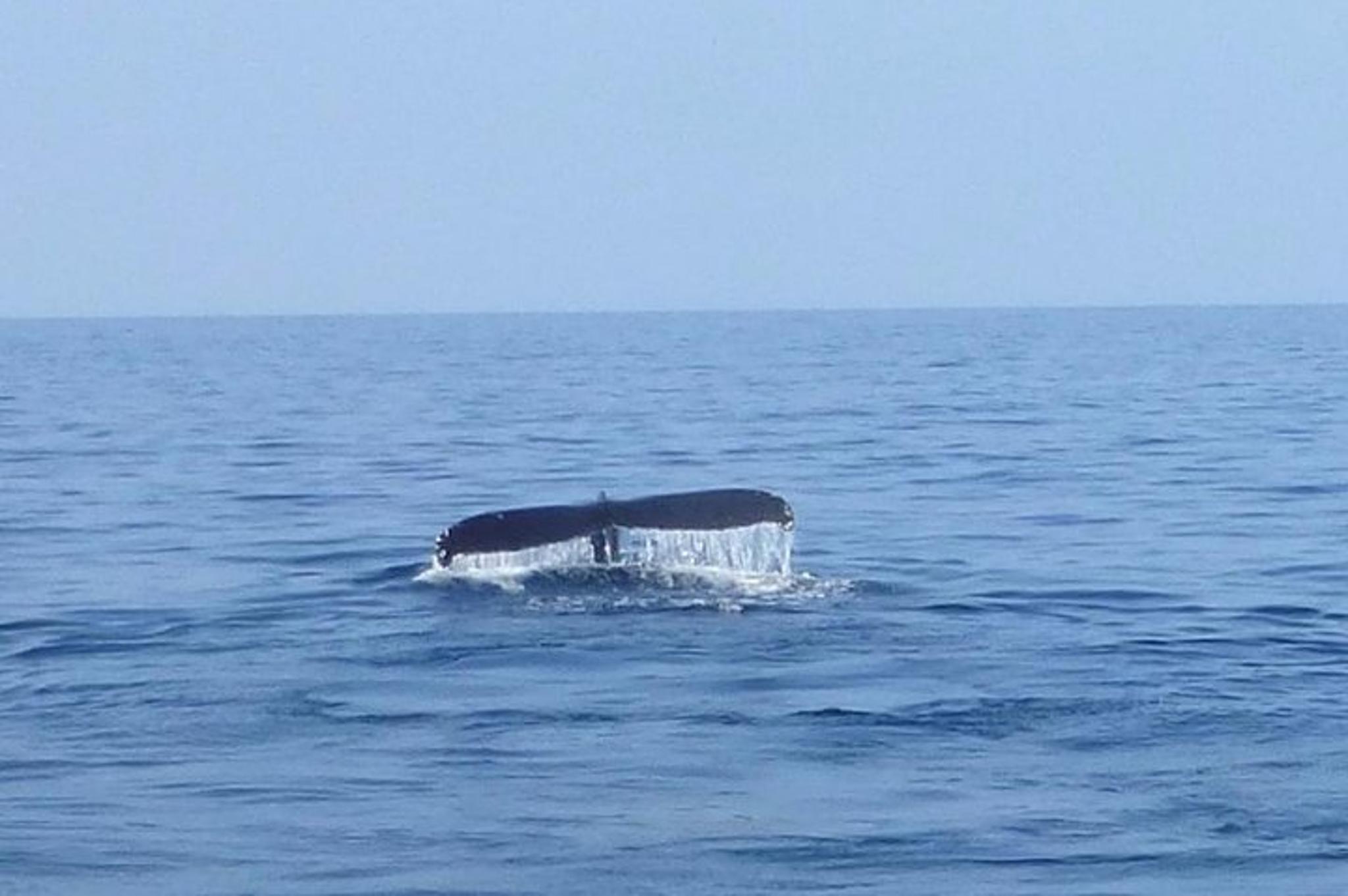 Waikoloa Whale Watching Cruise - Image 3