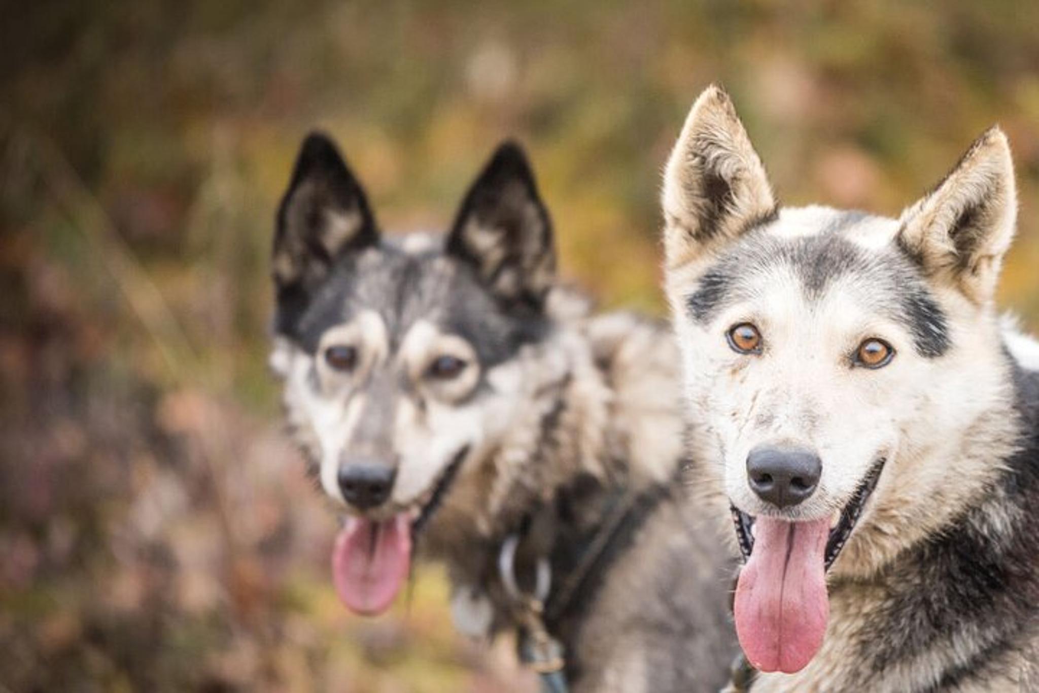 Fairbanks Fall Foliage Mushing Cart Ride - Image 3