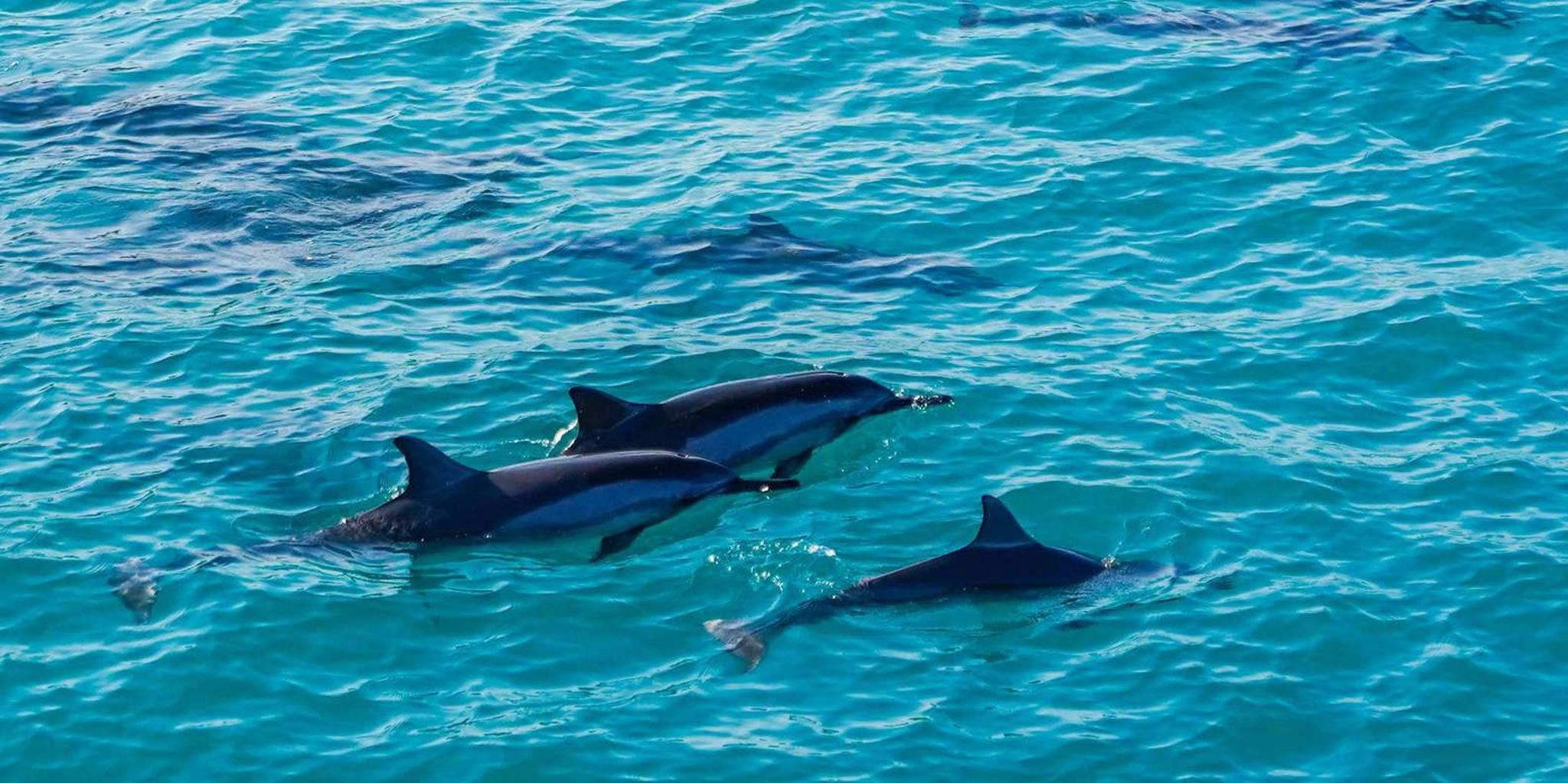 Kona Dolphin Watch and Snorkel Tour - Image 4