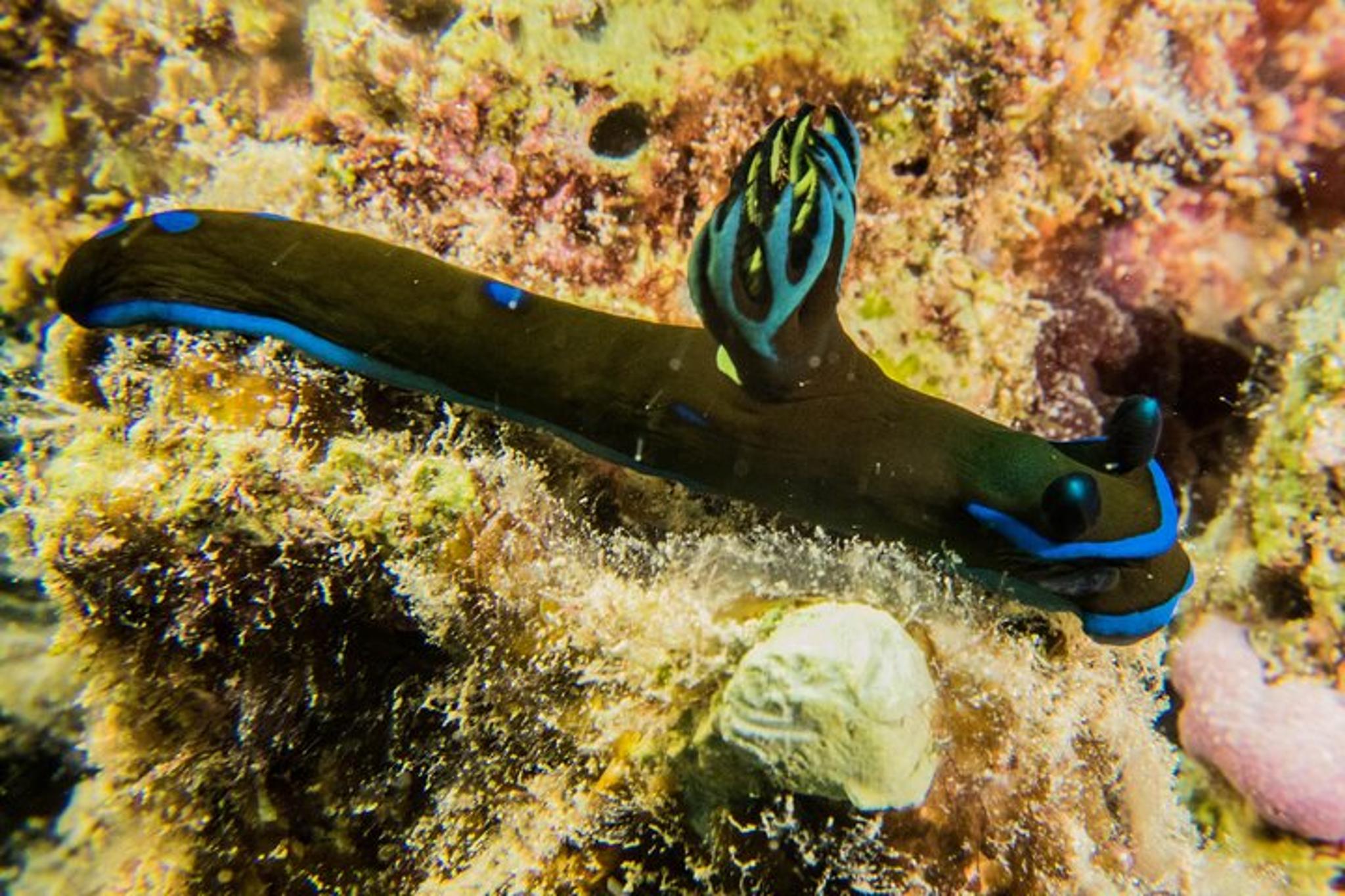 Oahu Shallow Reef Dive - Image 4
