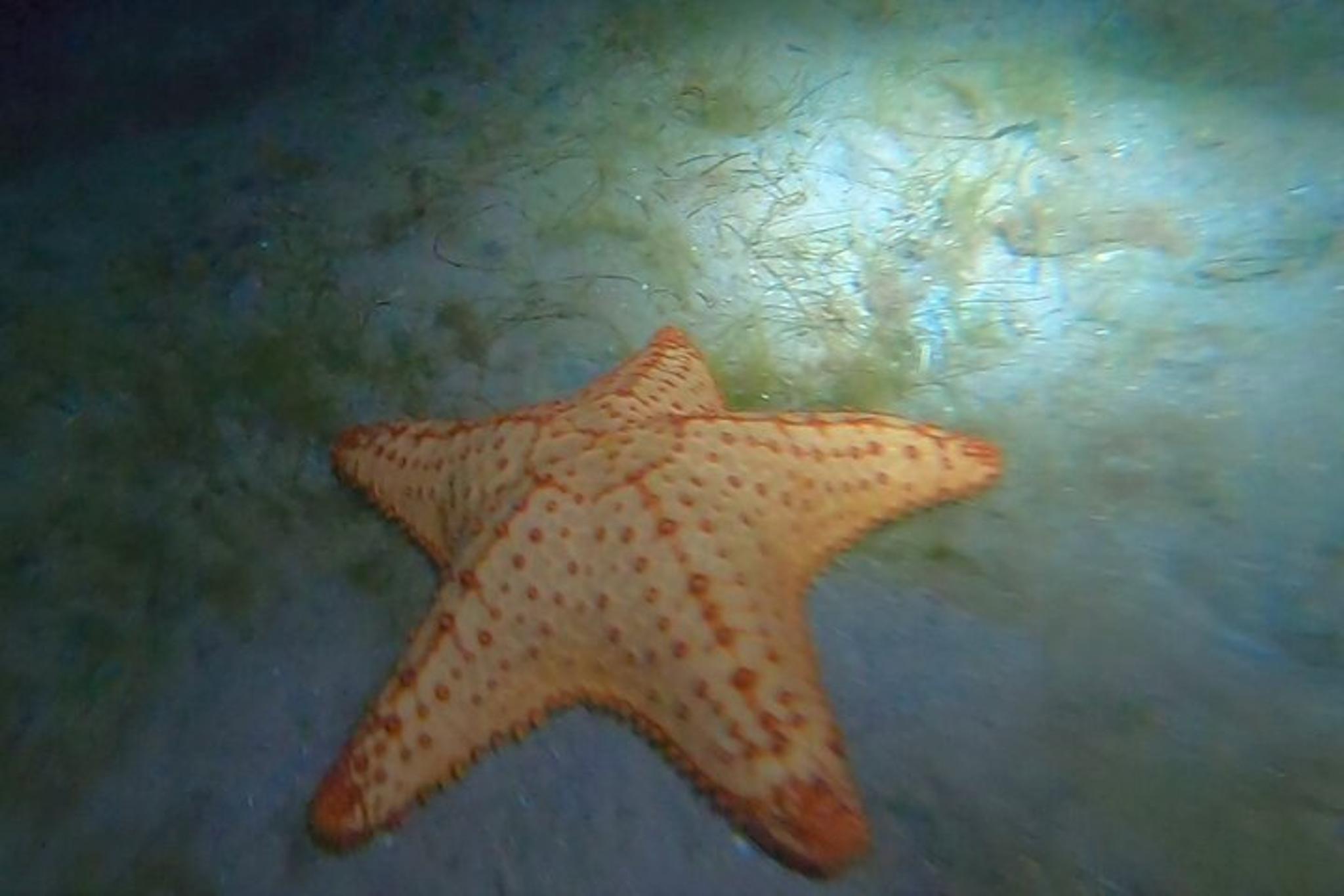 Phil Foster Park Night Snorkel Tour - Image 2