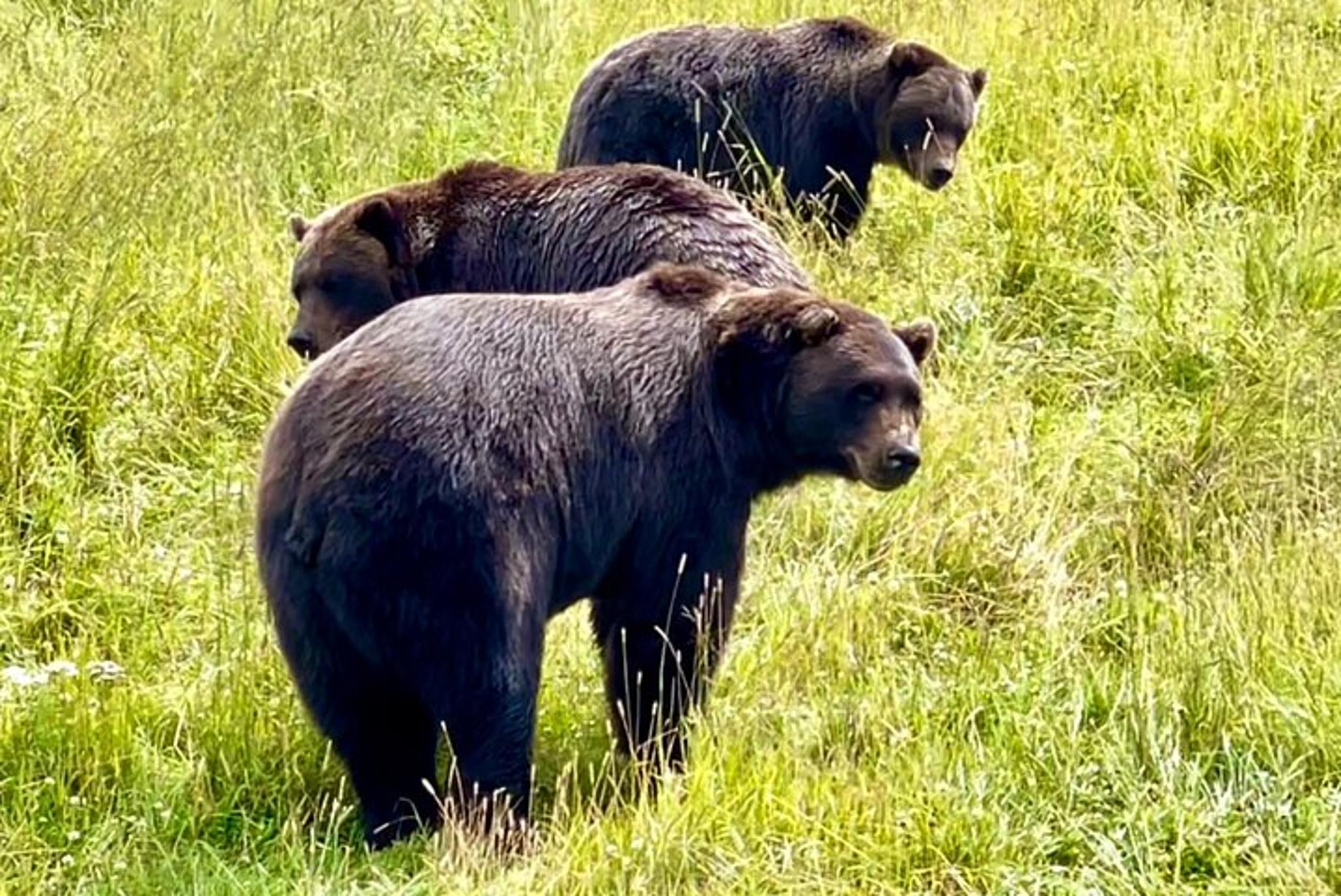 Anchorage Bears & Beers Tasting Tour