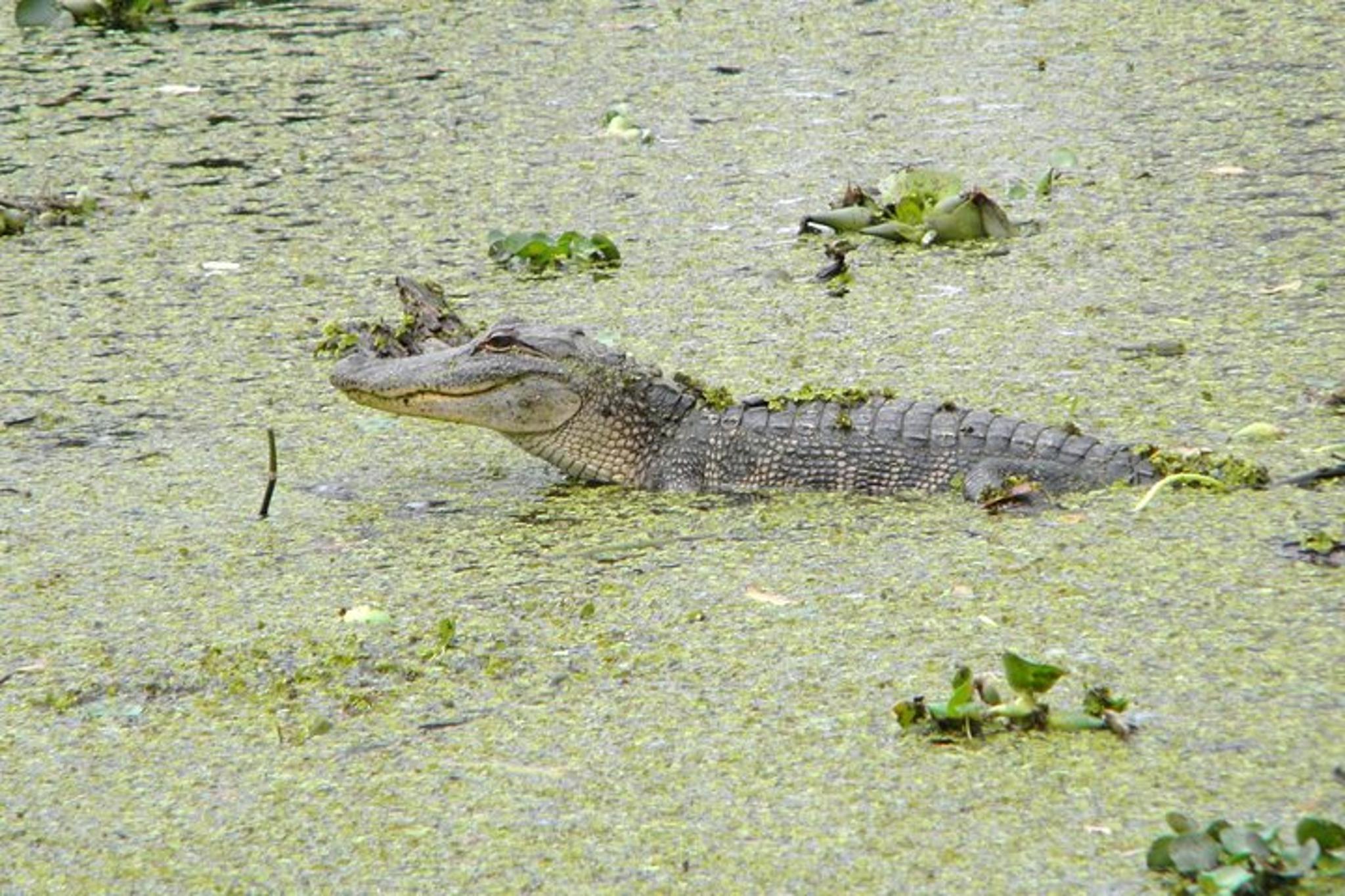 Marrero Swamp and Bayou Boat Tour 90 Min - Image 4