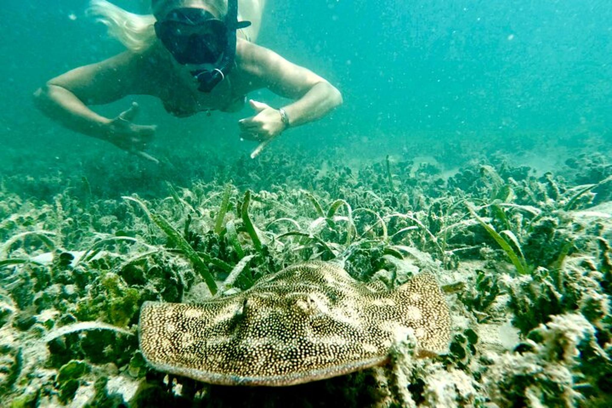 West Palm Beach Snorkeling Tour with Turtles 90 Min - Image 6
