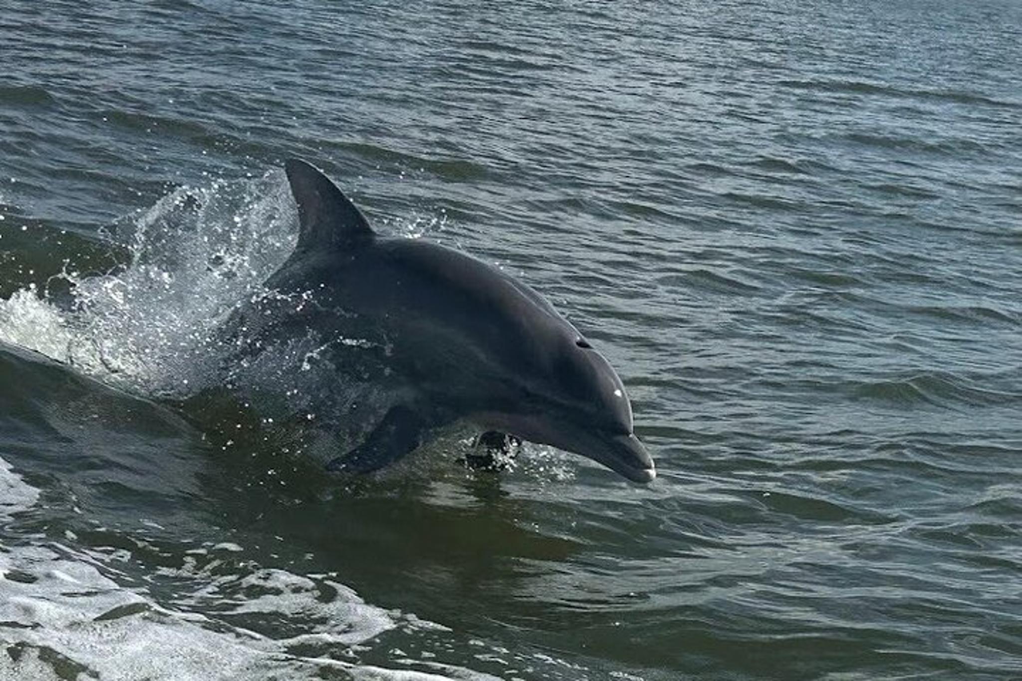 Orange Beach Dolphin Sightseeing Excursion 1 hr