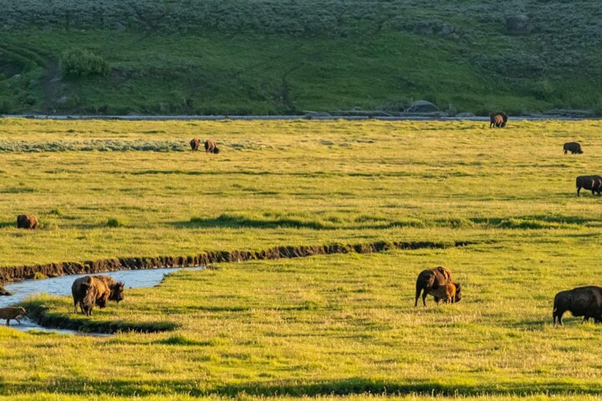 Yellowstone National Park Self-Guided Audio Driving Tour - Image 6