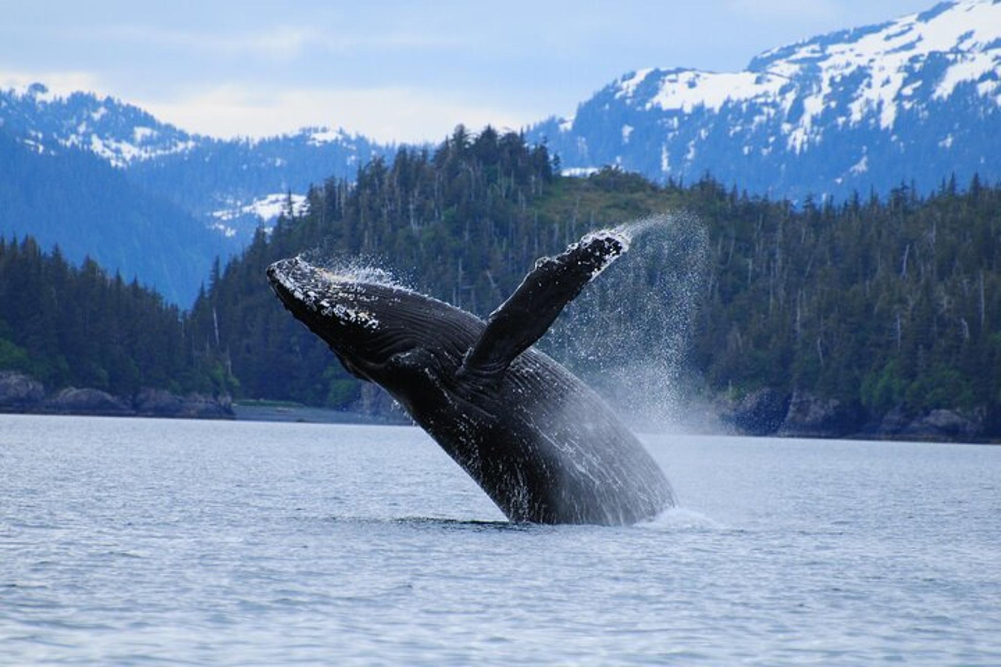 Anchorage Glacier Cruise and Coach Tour - Image 5