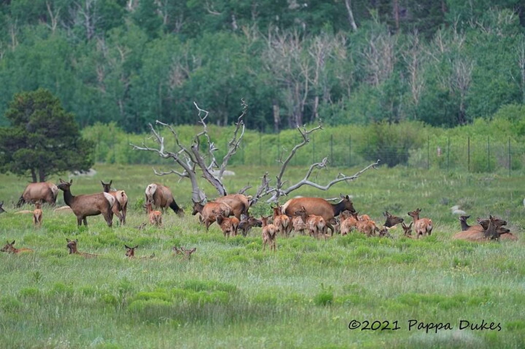 Estes Park Elk Watching 4x4 Tour - Image 4