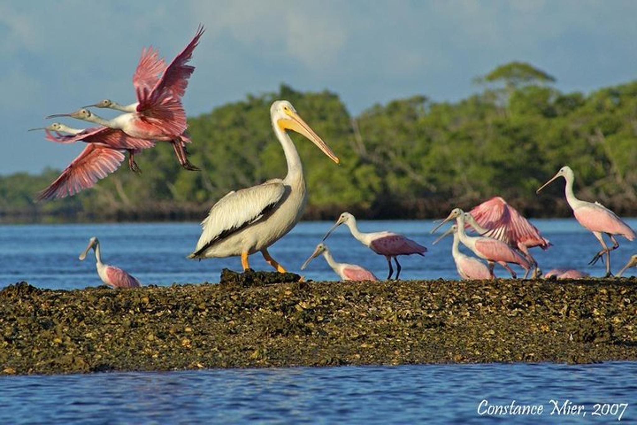 Everglades Dolphin, Manatee and Birding Boat Tour - Image 4