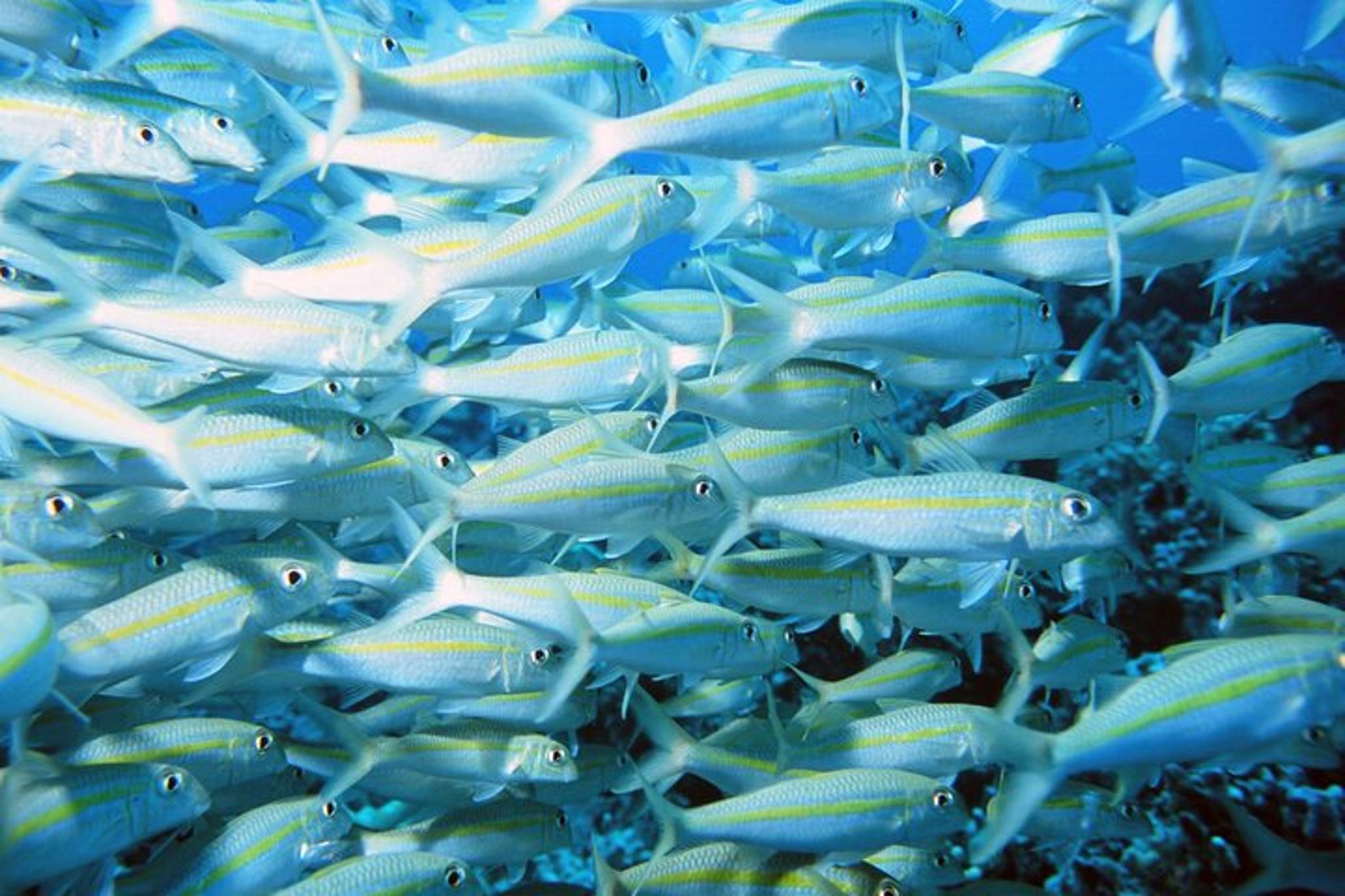 Kailua-Kona Snorkel Tour at Kealakekua Bay - Image 6