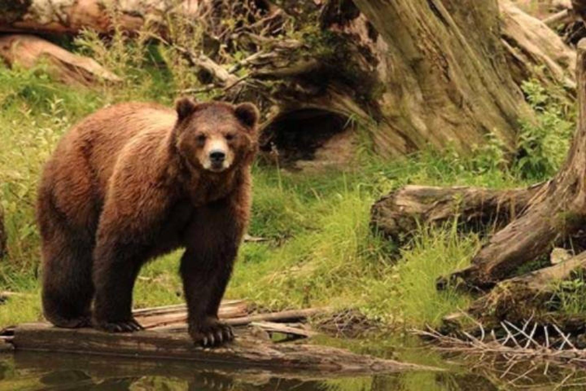 Sitka Bears, Eagles & Totem Forest Walk