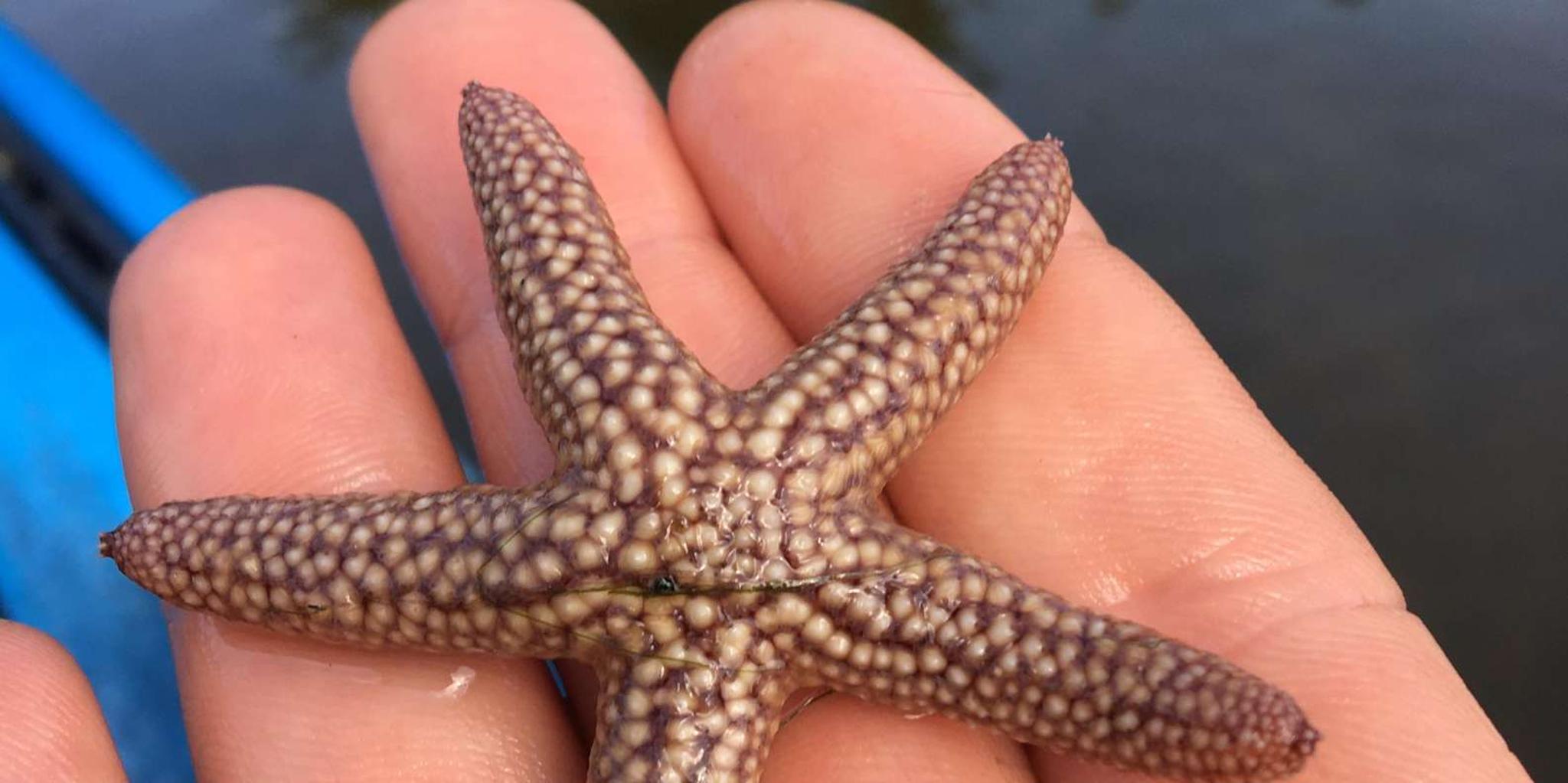 Marco Island Mangrove Kayak Tour 2hr - Image 3
