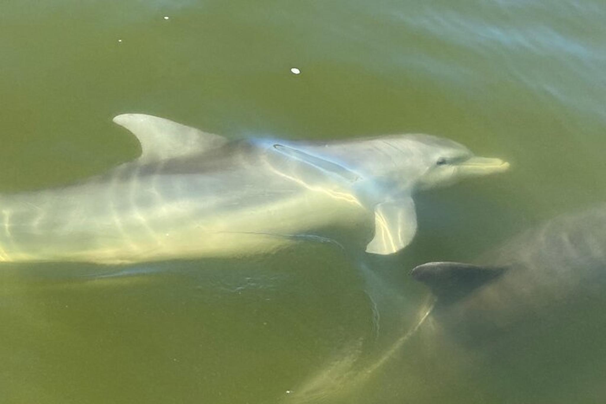 Fort Myers Dolphin Tour for 7 People 2 hr - Image 3