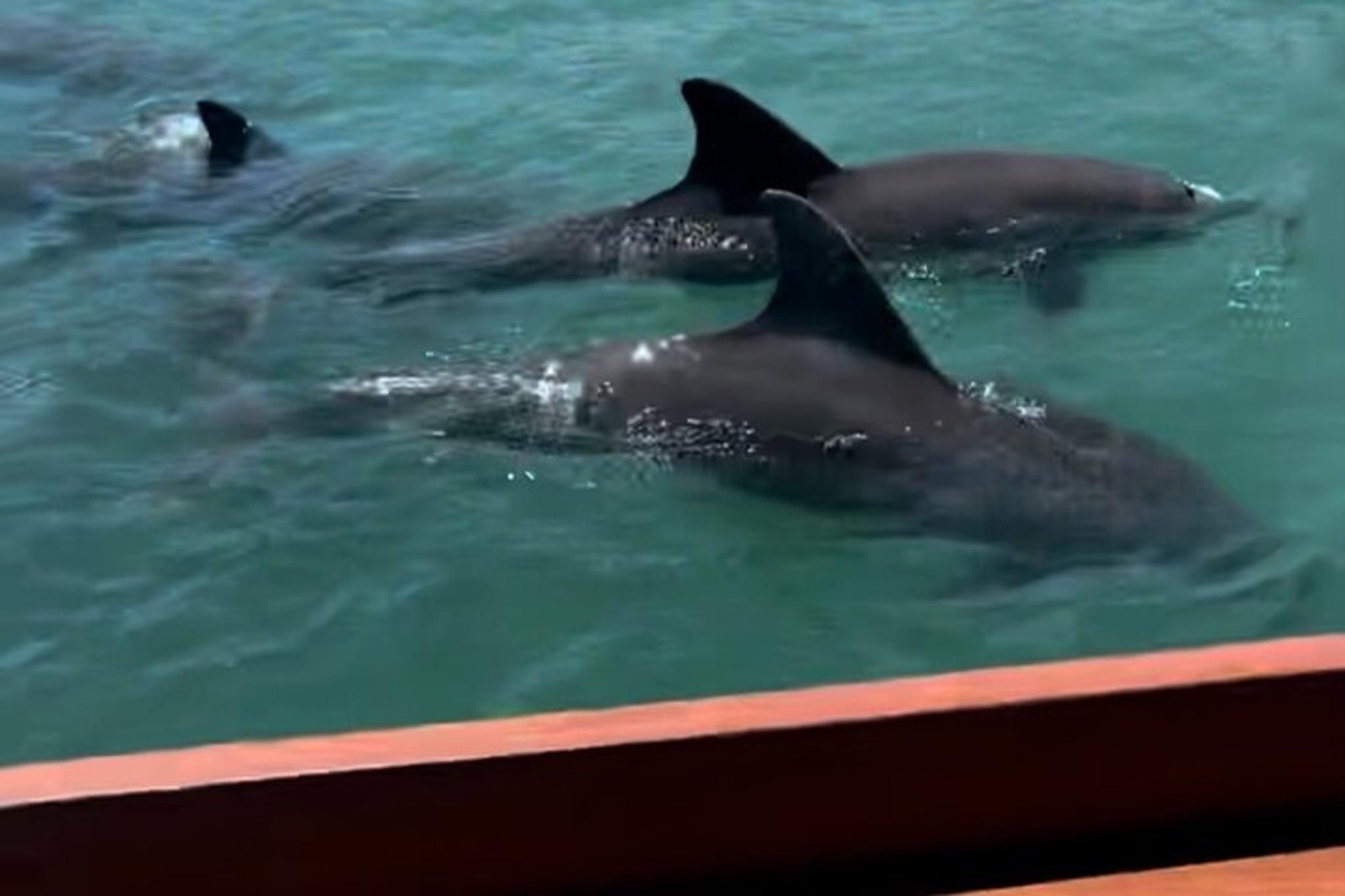 John's Pass Sandbar and Dolphin Cruise