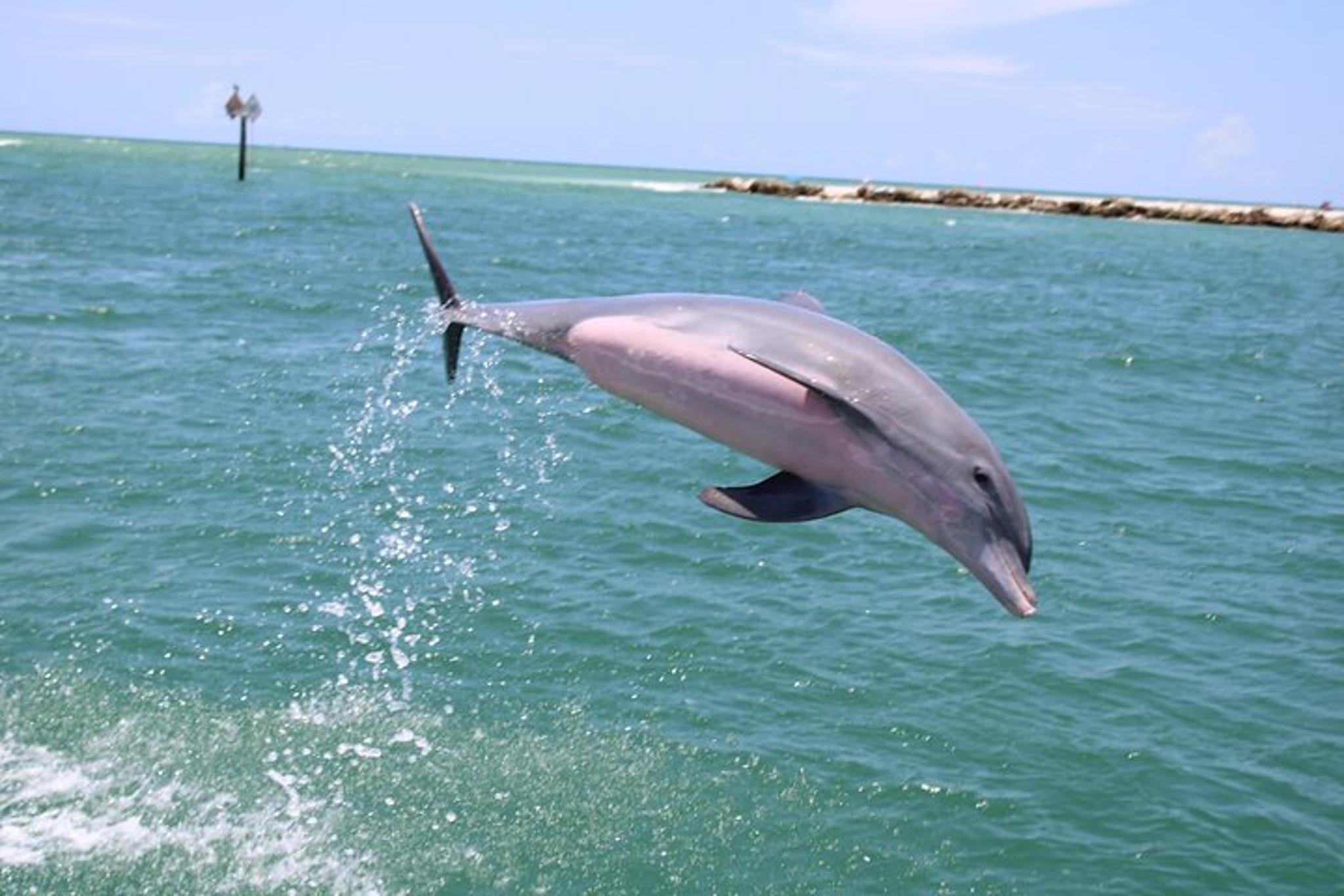 Sarasota Parasailing Adventure - Image 4