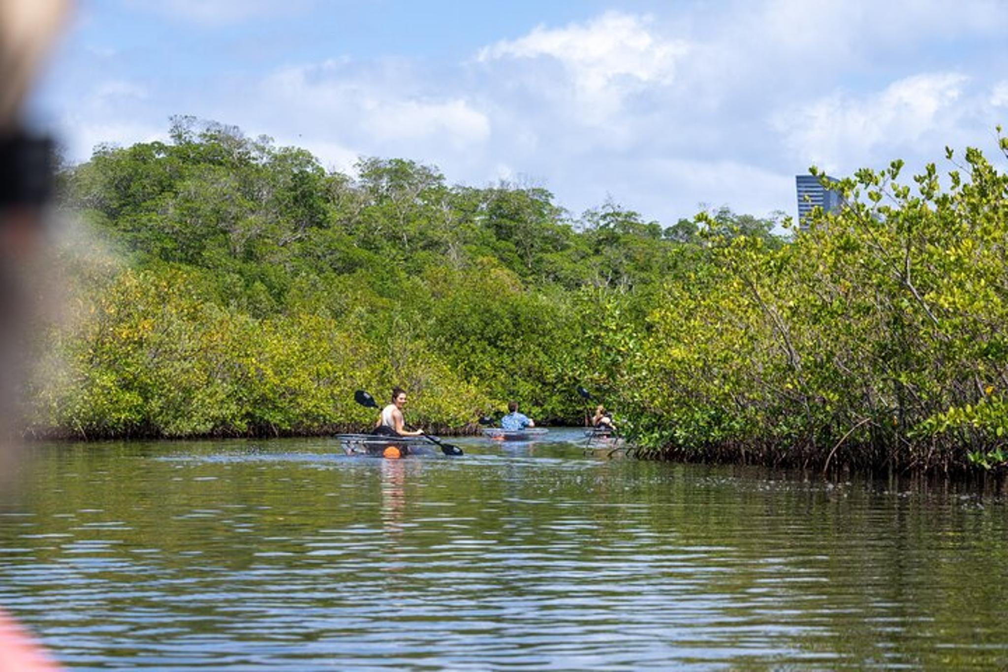 North Miami Beach Clear Kayak Tour in Mangrove Tunnels
