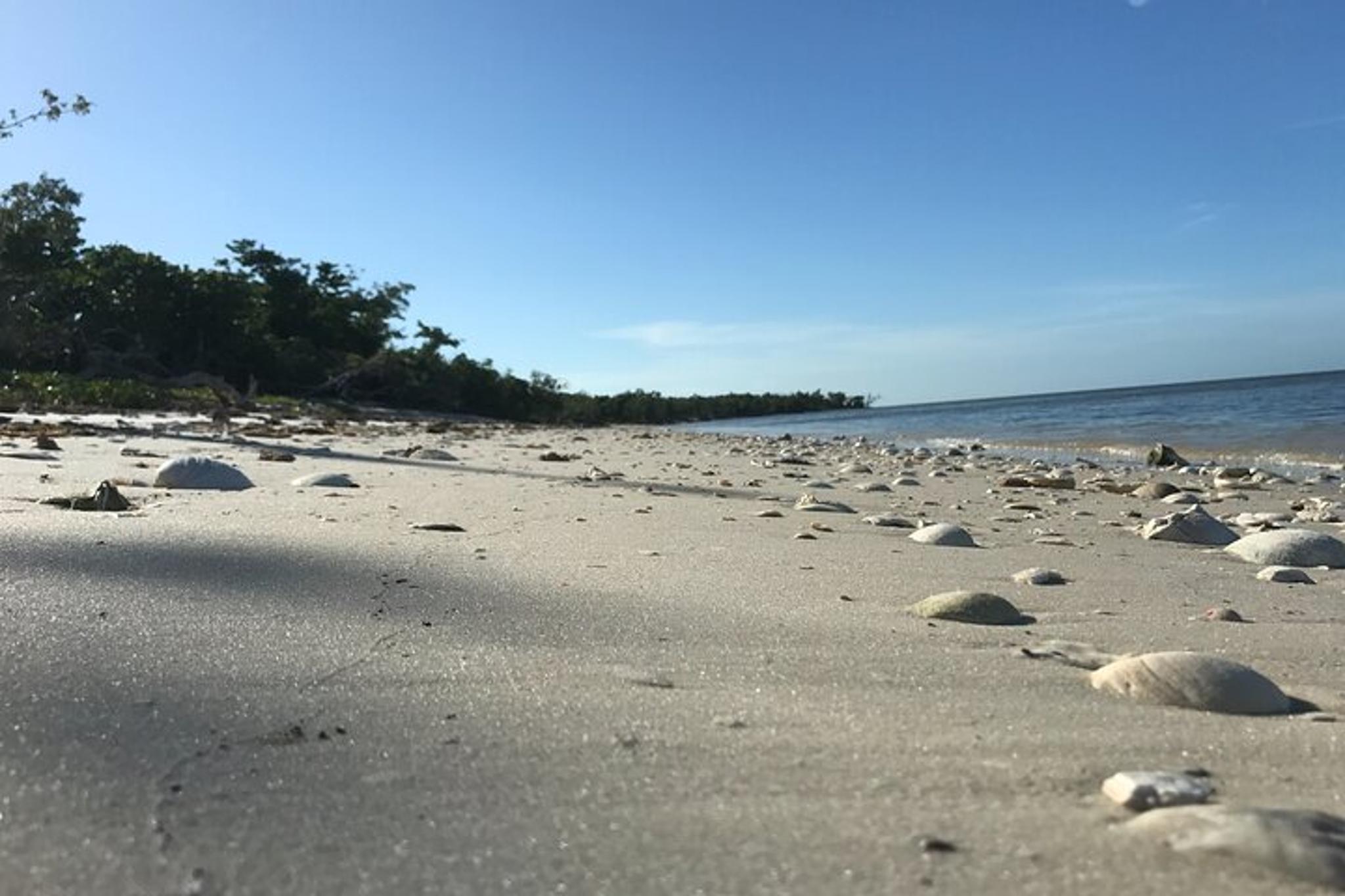 Everglades City Boating and Walking Expedition - Image 6