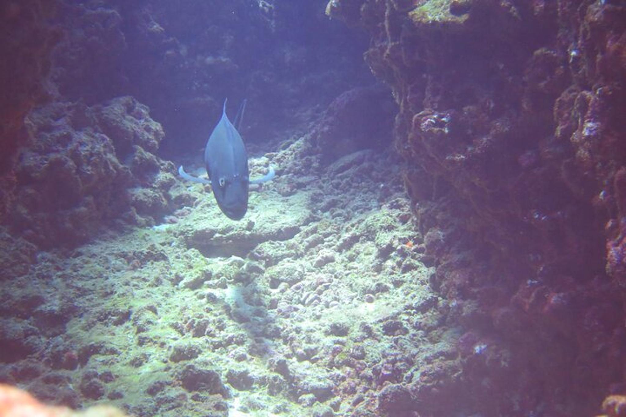 Kaua’i Scuba Dive at Mana Crack Full Day - Image 5