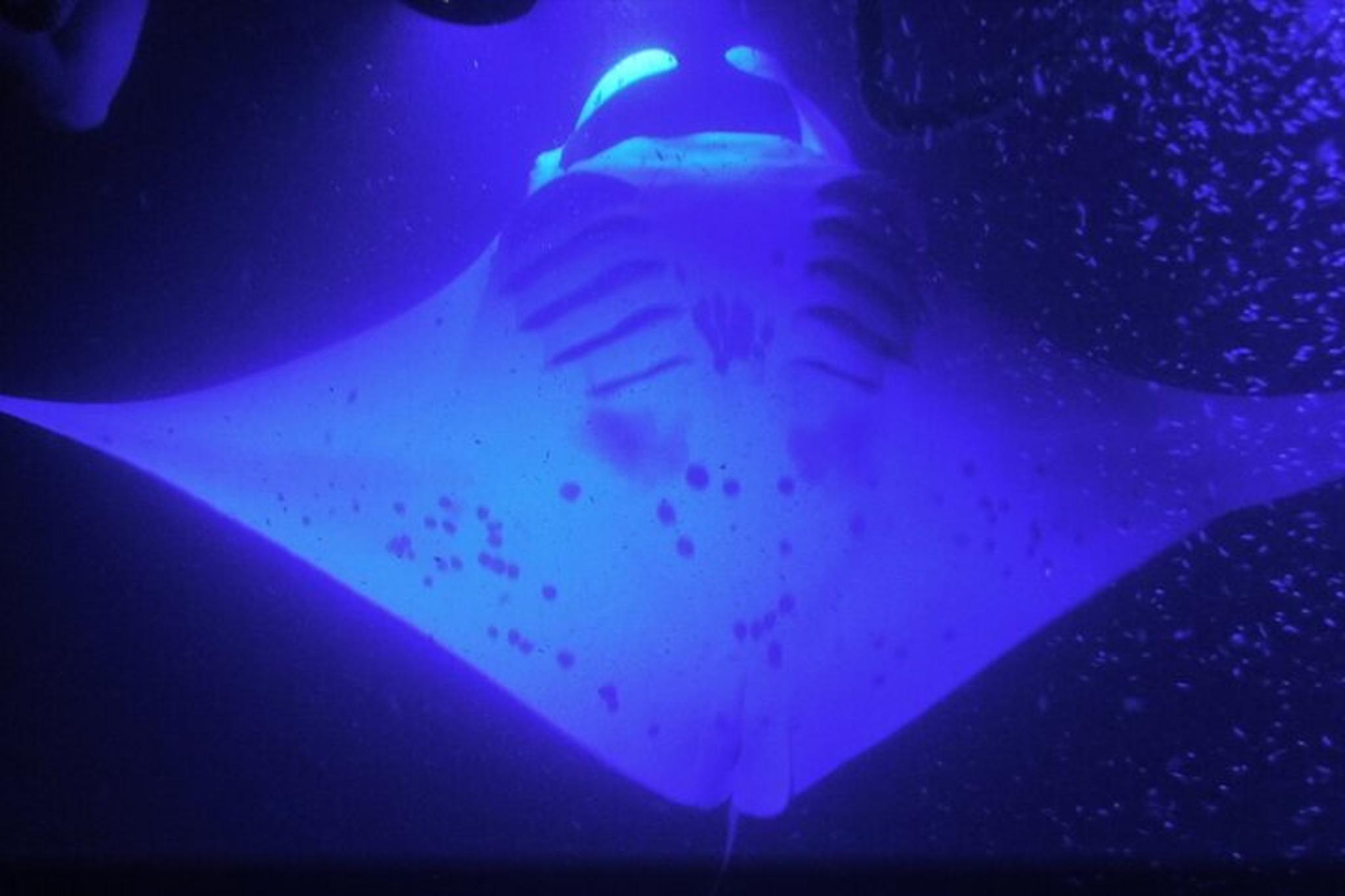 Kona Manta Ray Night Snorkel - Image 6