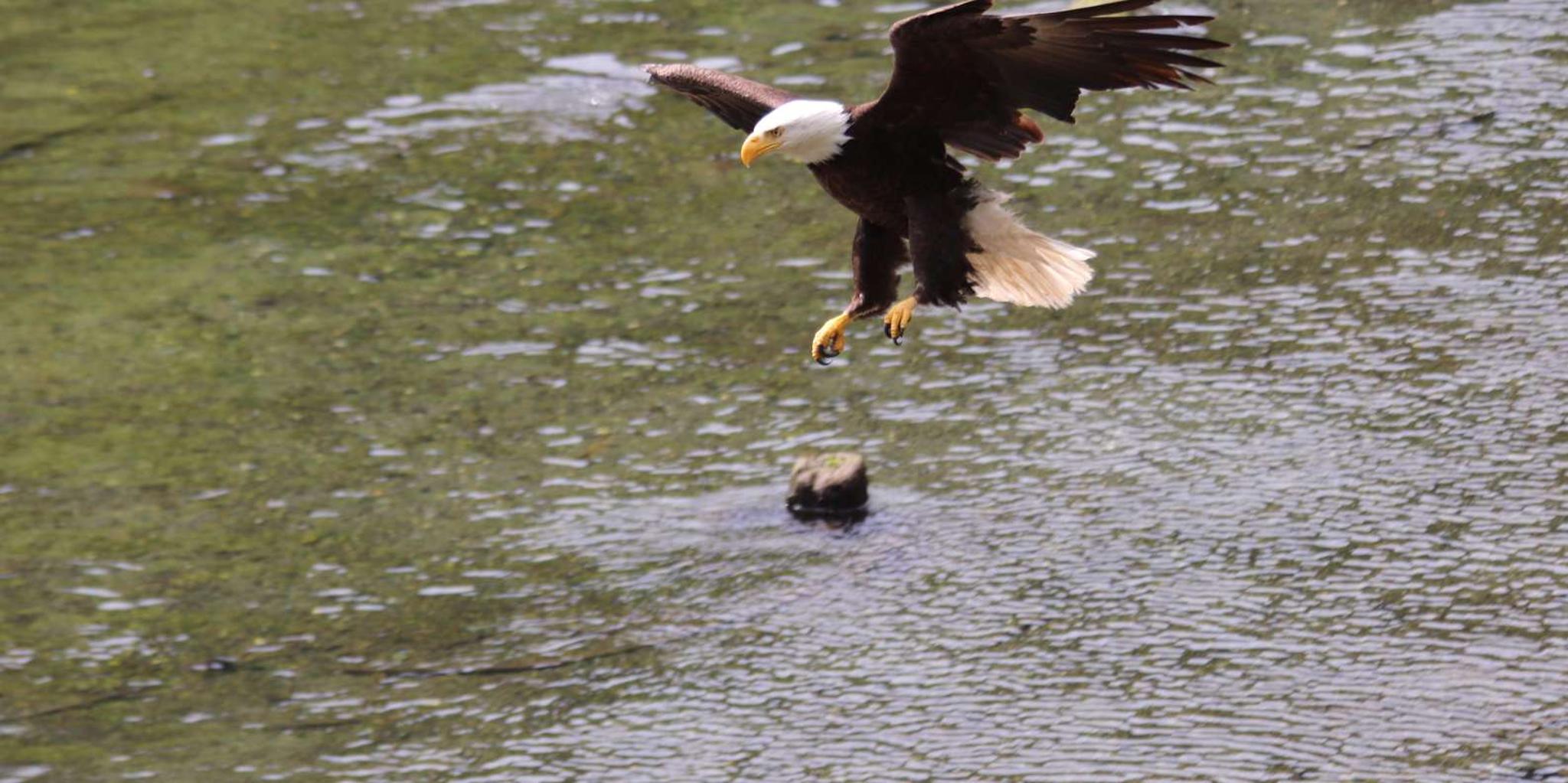Ketchikan Alaska Native Cultural and Wildlife Tour - Image 6