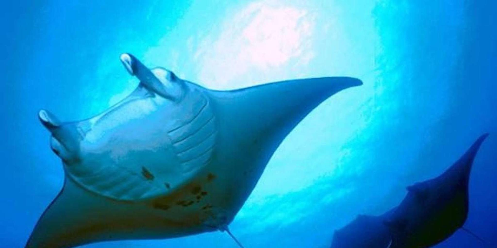 Kailua-Kona Manta Ray Snorkeling and Sunset Cruise - Image 4