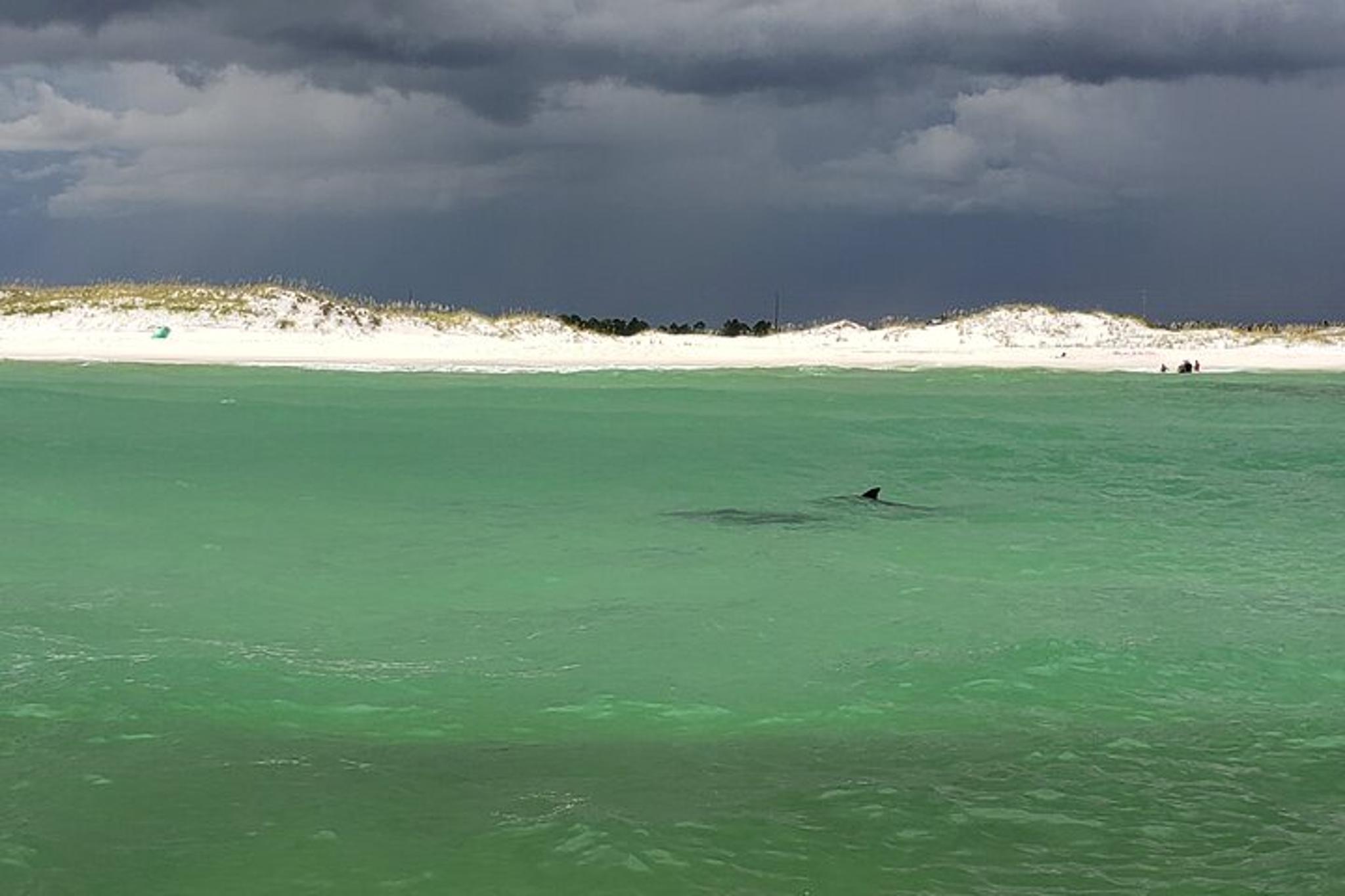 Destin Dolphin Sightseeing Boat Tour - Image 5