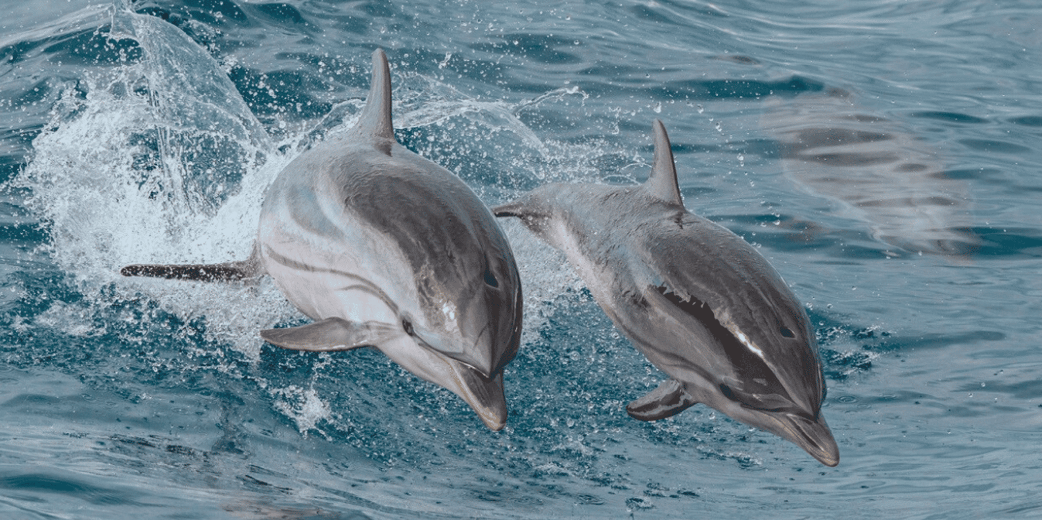 Myrtle Beach Dolphin & Sealife Cruise - Image 3