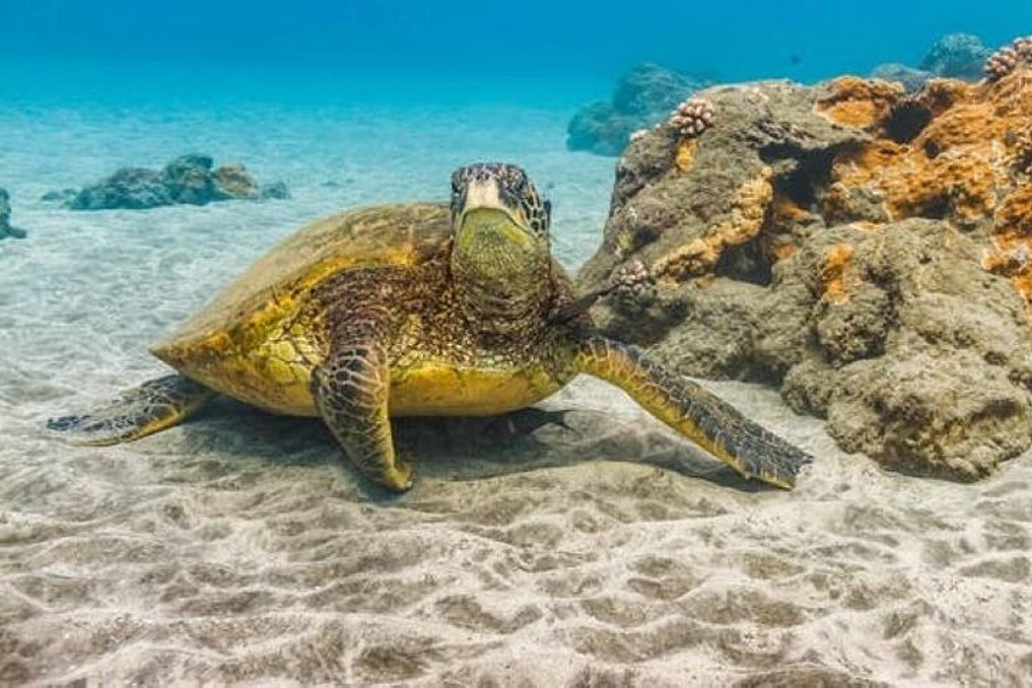 Maui Snorkel Adventure with BBQ Lunch - Image 6