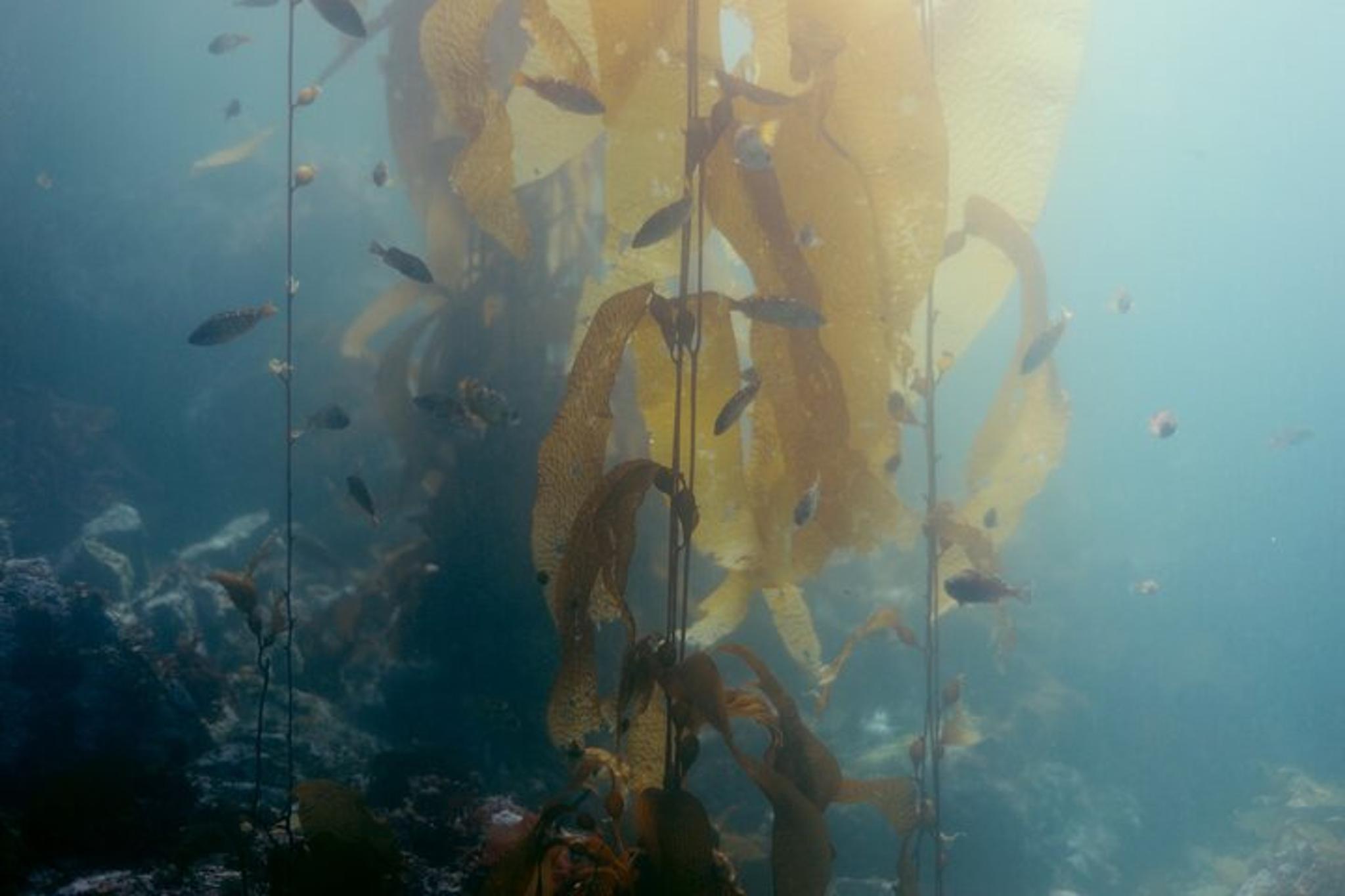 Sitka Snorkel Tour at Magic Island - Image 2