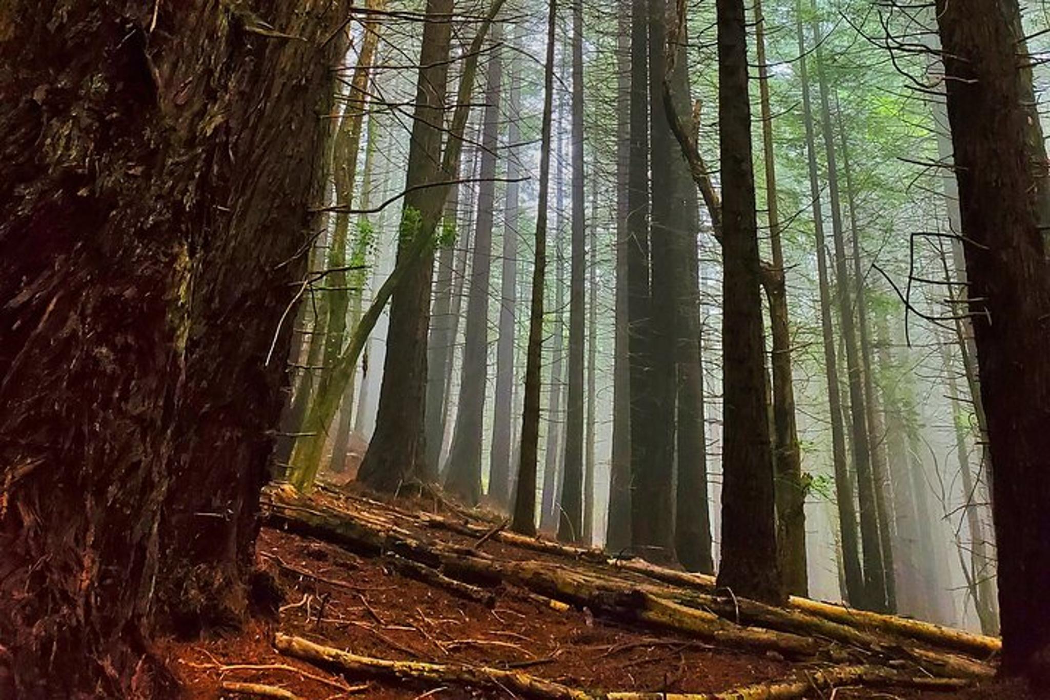 Maui Redwood Hiking Experience - Image 4