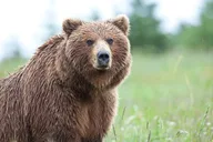 Anchorage Ocean Wildlife and Interior Wilderness Tour 9 Days thumbnail 5