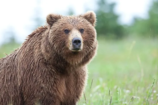 Anchorage Ocean Wildlife and Interior Wilderness Tour 9 Days - Image 5