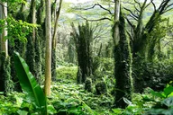 Honolulu Manoa Waterfall Hike with Lunch 5 hr thumbnail 5