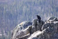 White Mountains Hiking Adventure thumbnail 4