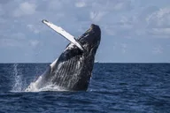 Hilo Humpback Whale-Watching Cruise 1.5 hr thumbnail 5