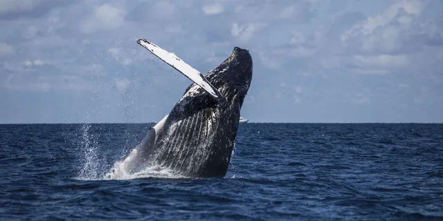 Hilo Humpback Whale-Watching Cruise 1.5 hr - Image 5