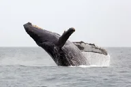Honolulu Whale Watching Tour with E Sea Diver thumbnail 2