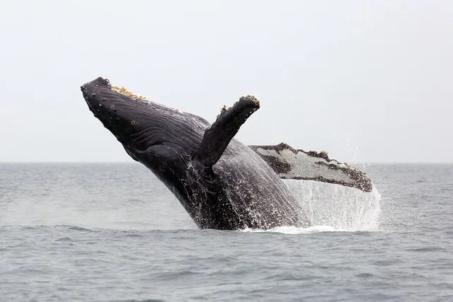 Honolulu Whale Watching Tour with E Sea Diver - Image 2