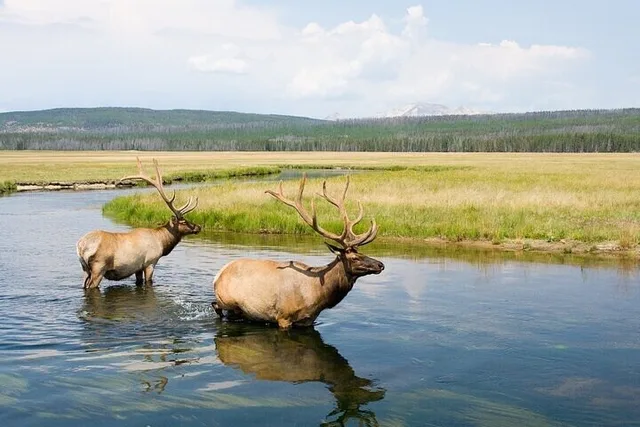 Gardiner Wildlife Safari in Yellowstone's Lamar Valley - Image 2