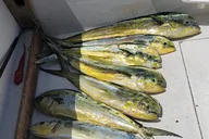 Marathon Offshore Big Game Fishing Adventure 6 hr thumbnail 5